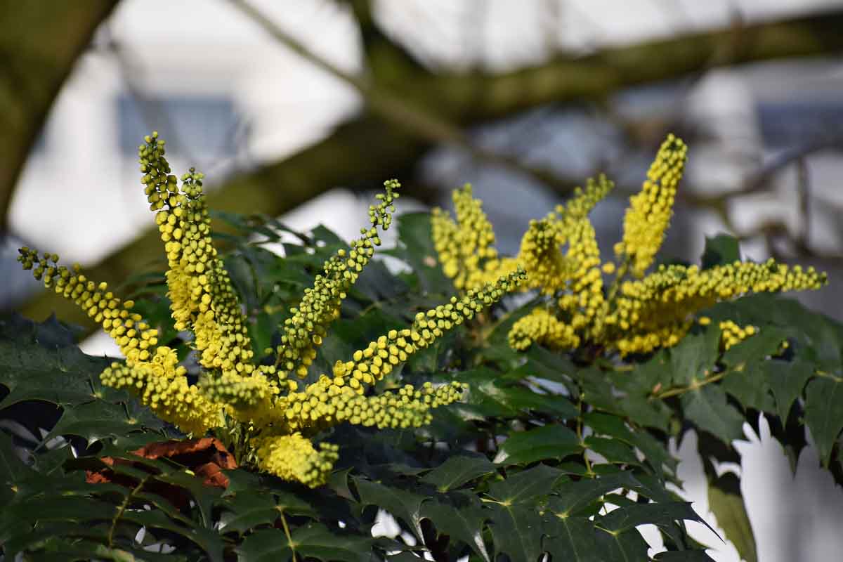 mahonia