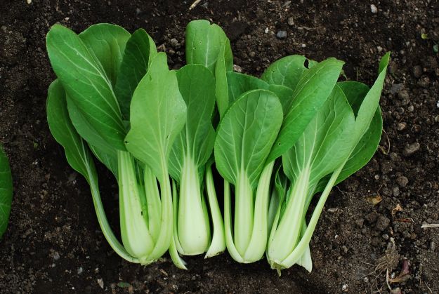 pak-choi pak-choi