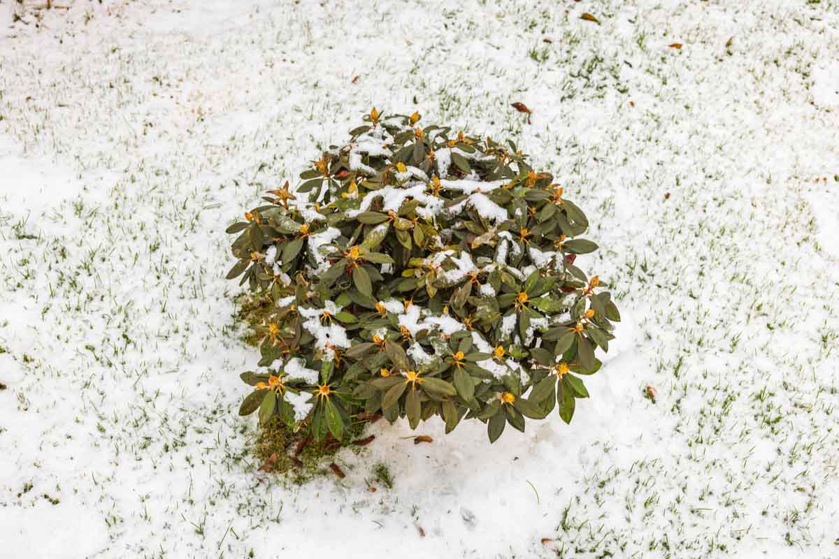 rododendro