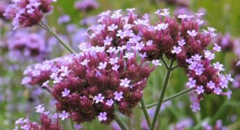 Verbena: proprietà terapeutiche e benefici