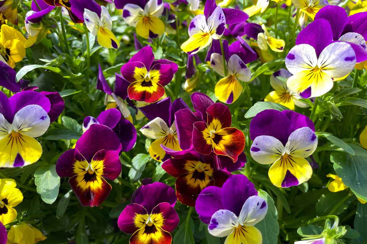 viola cornuta