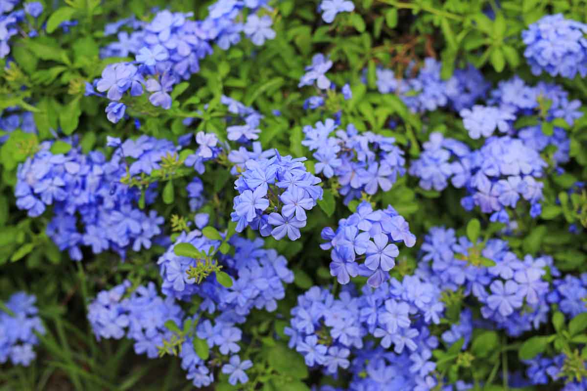 Plumbago, una delle più belle piante rampicanti