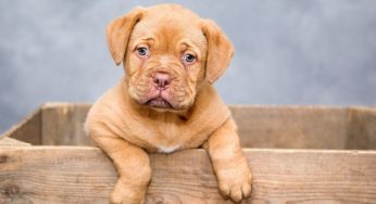 Cibo per animali: cosa c'è dentro la crocchetta?
