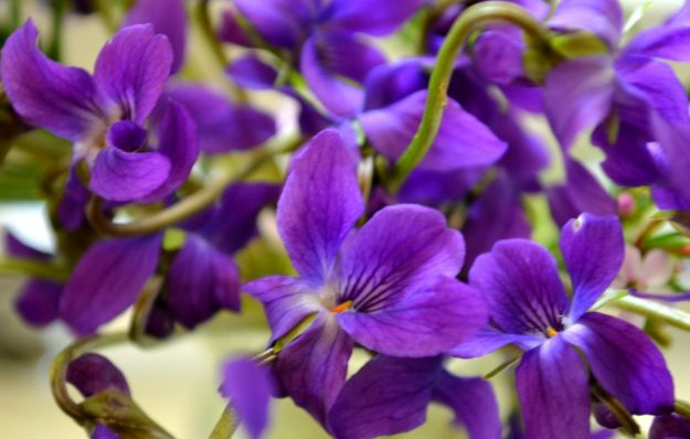 come-coltivare-le-viole come coltivare le viole