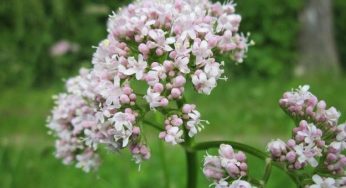 Come coltivare la valeriana in vaso