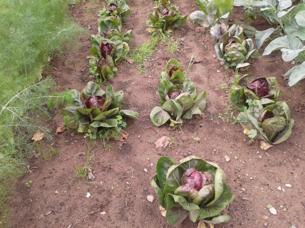 esporre radicchio al sole