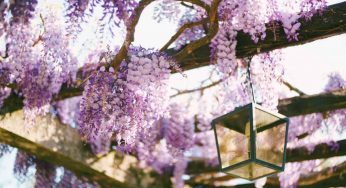 Piante rampicanti sempreverdi e fiorite: quali scegliere per il giardino o balcone