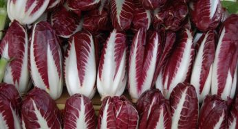 Radicchio, proprietà e benefici