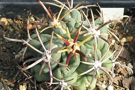 ancistrocactus piante grasse