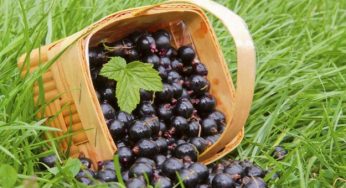 Bacche di maqui: cosa sono e le proprietà