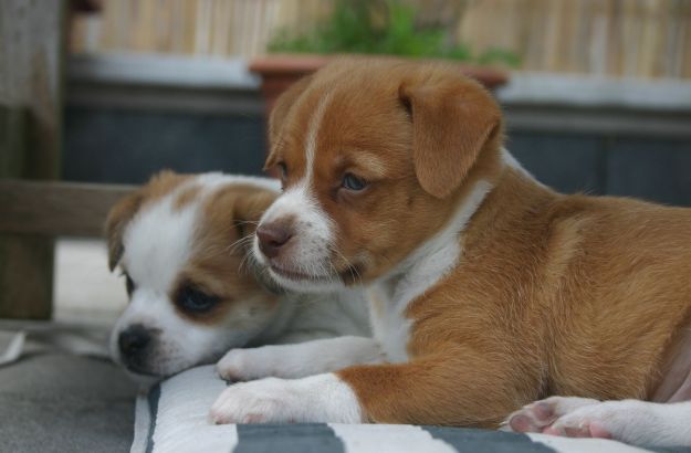 cani-empatia cani empatia