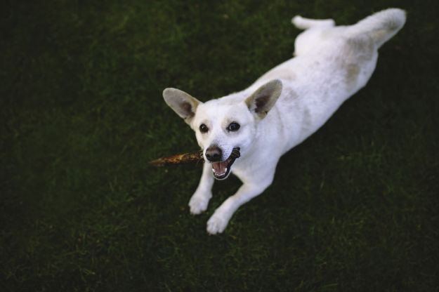 giochi-cani giochi cani