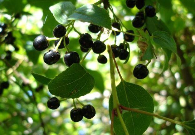 pianta bacche di maqui