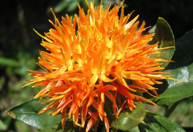 proprieta olio di cartamo