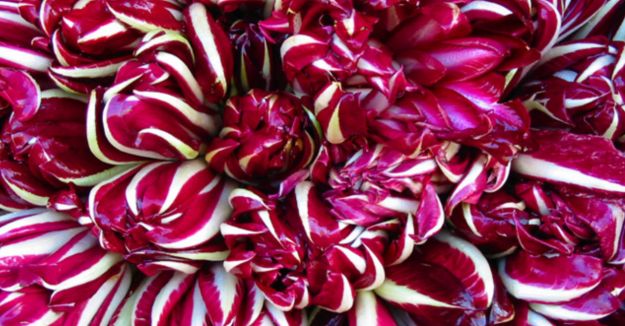 radicchio rosso