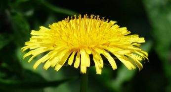 Tarassaco: proprietà, usi e controindicazioni