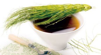 Tisana all’equiseto: come si prepara e a cosa serve