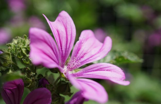 tisana-alla-malva tisana alla malva