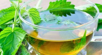 Tisana all’ortica: proprietà e come prepararla