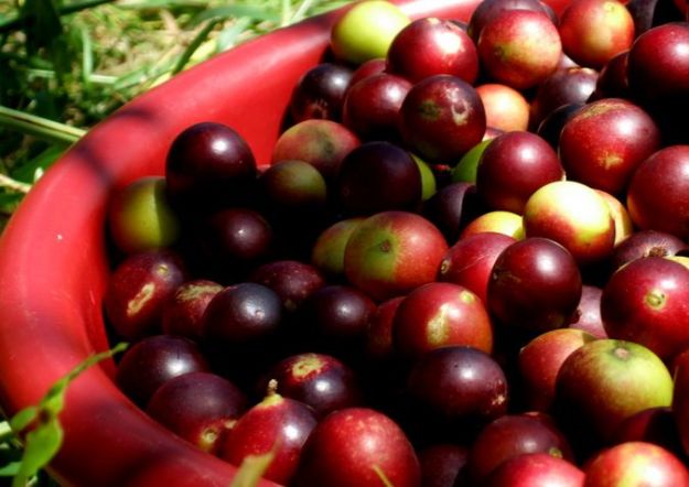 camu camu proprieta