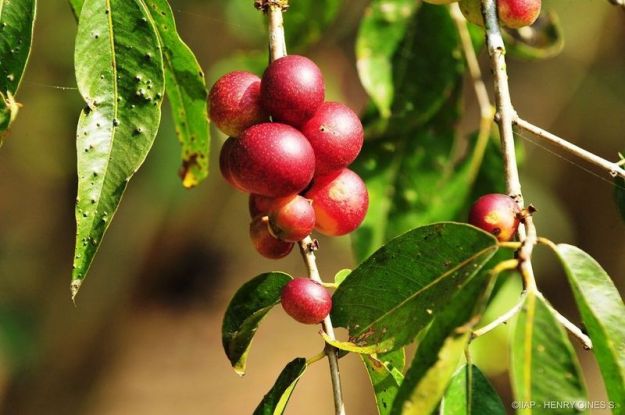 camu camu valori nutrizionali