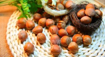 Come coltivare le nocciole
