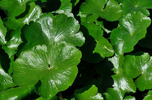 erbe-cicatrizzanti-quali-sono-come-si-usano erbe cicatrizzanti quali sono come si usano