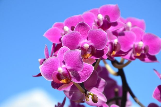messa a dimora orchidee