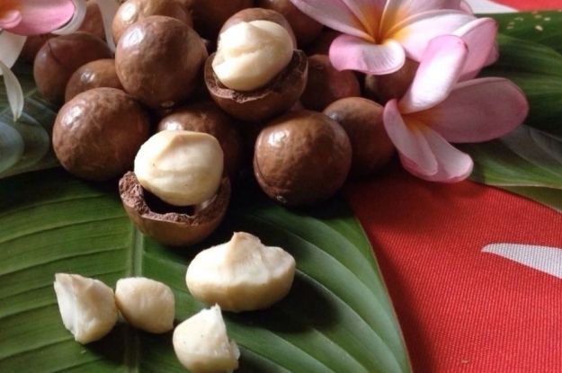 noci-di-macadamia-cosa-sono-come-si-usano noci di macadamia cosa sono come si usano