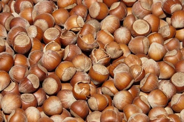 terreno nocciole