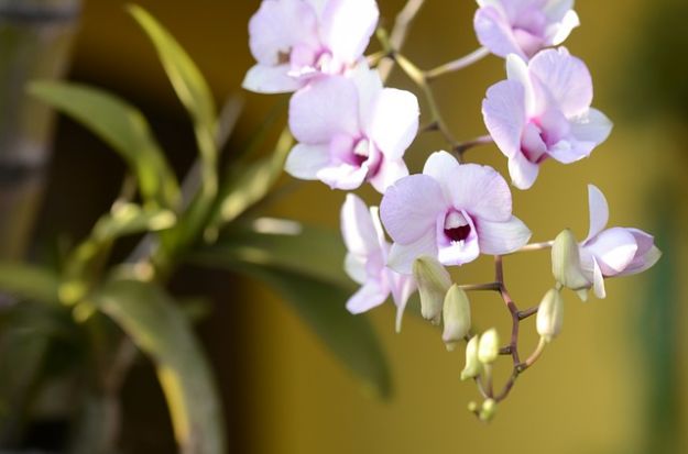 vaso orchidee