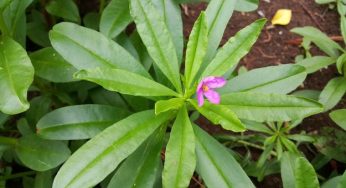 Piante per smettere di fumare: addio alle sigarette con le erbe