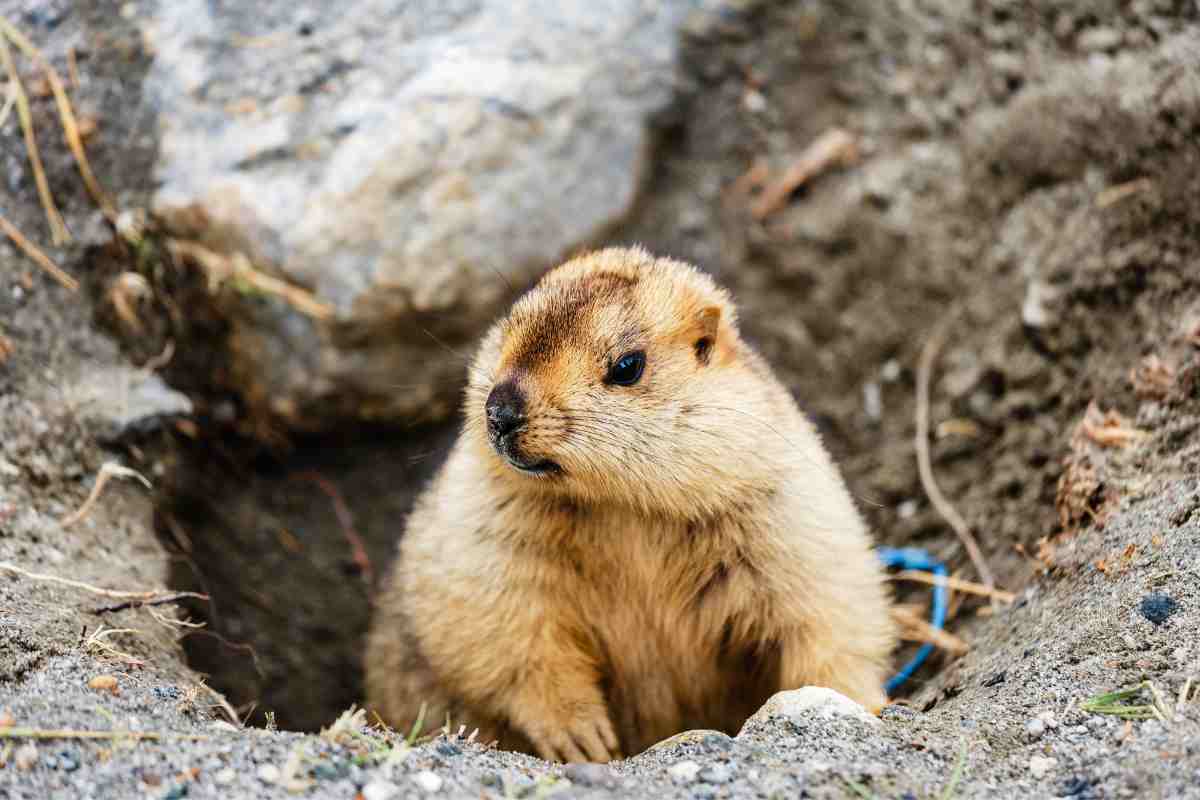 Marmotta