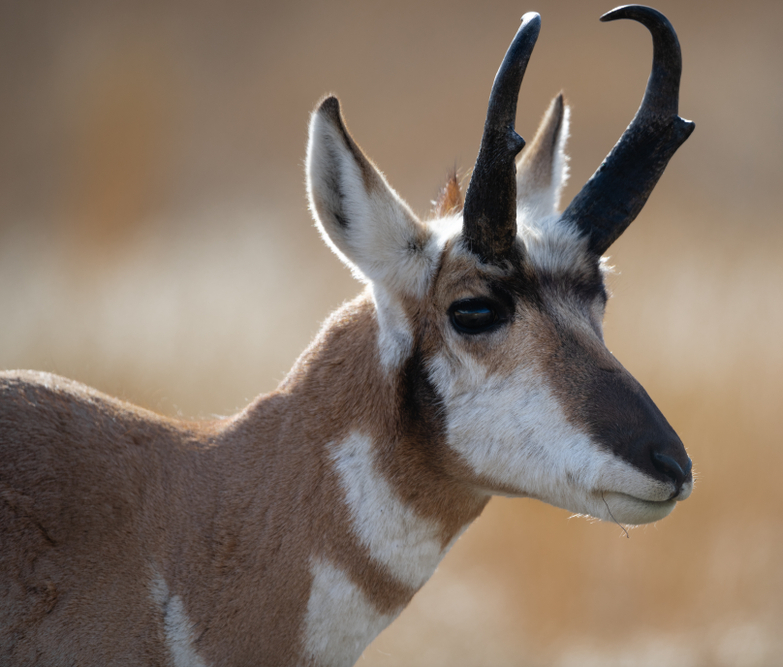 Animali con le corna, antilope