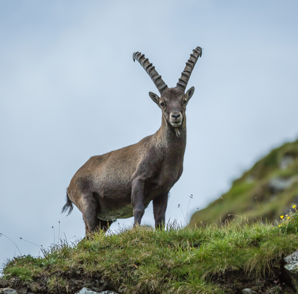 Animali con le corna, stambecco