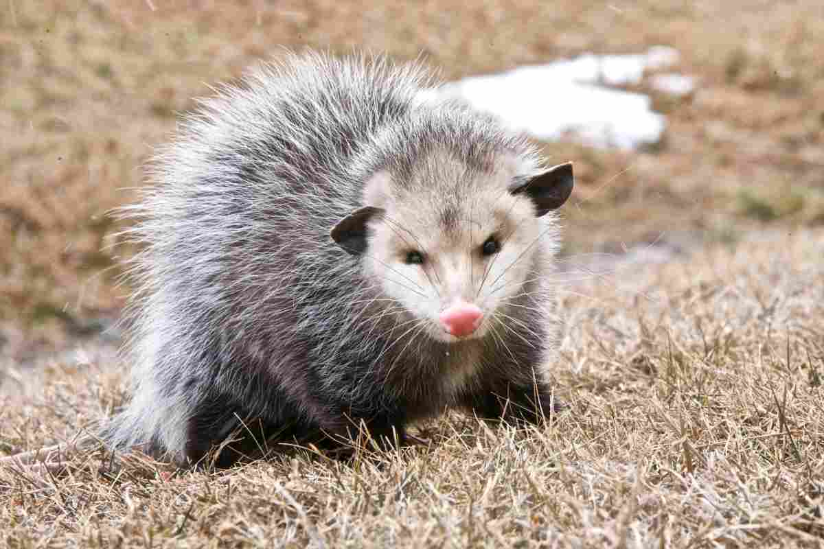 opossum