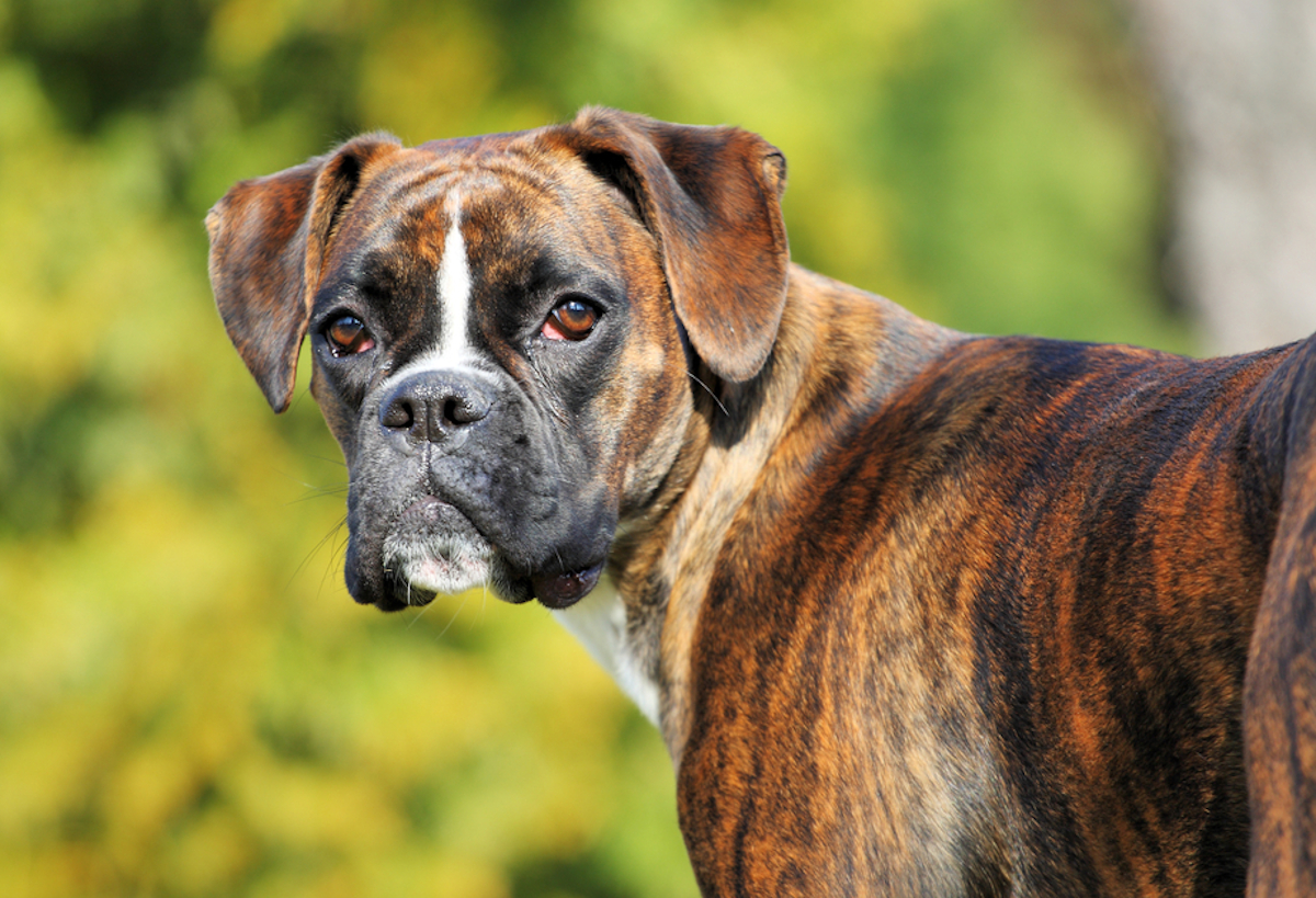 Cani taglia media: boxer