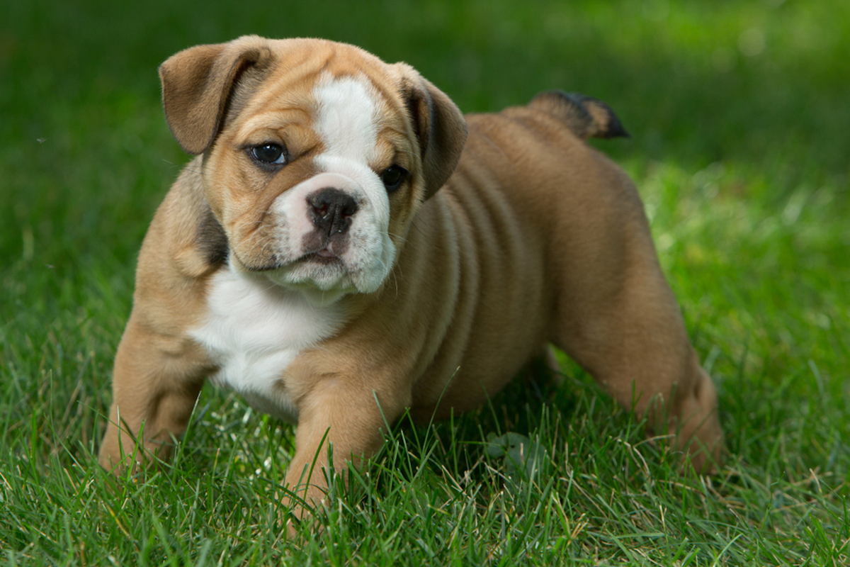 Cani taglia media: bulldog inglese
