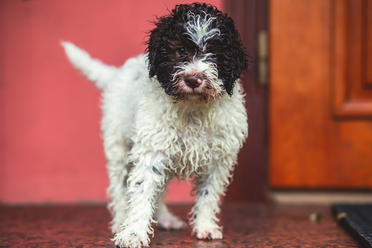 Cani taglia media: lagotto romagnolo