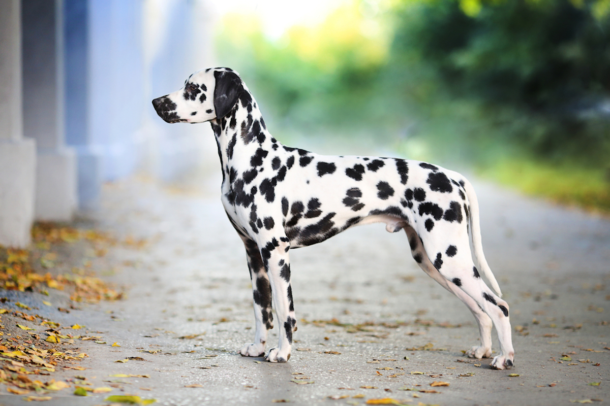Cani taglia media: dalmata