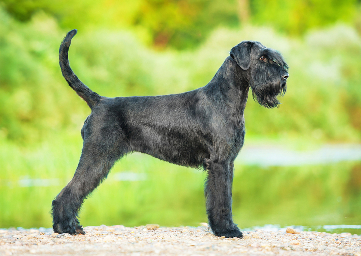 Cani taglia media: schnauzer