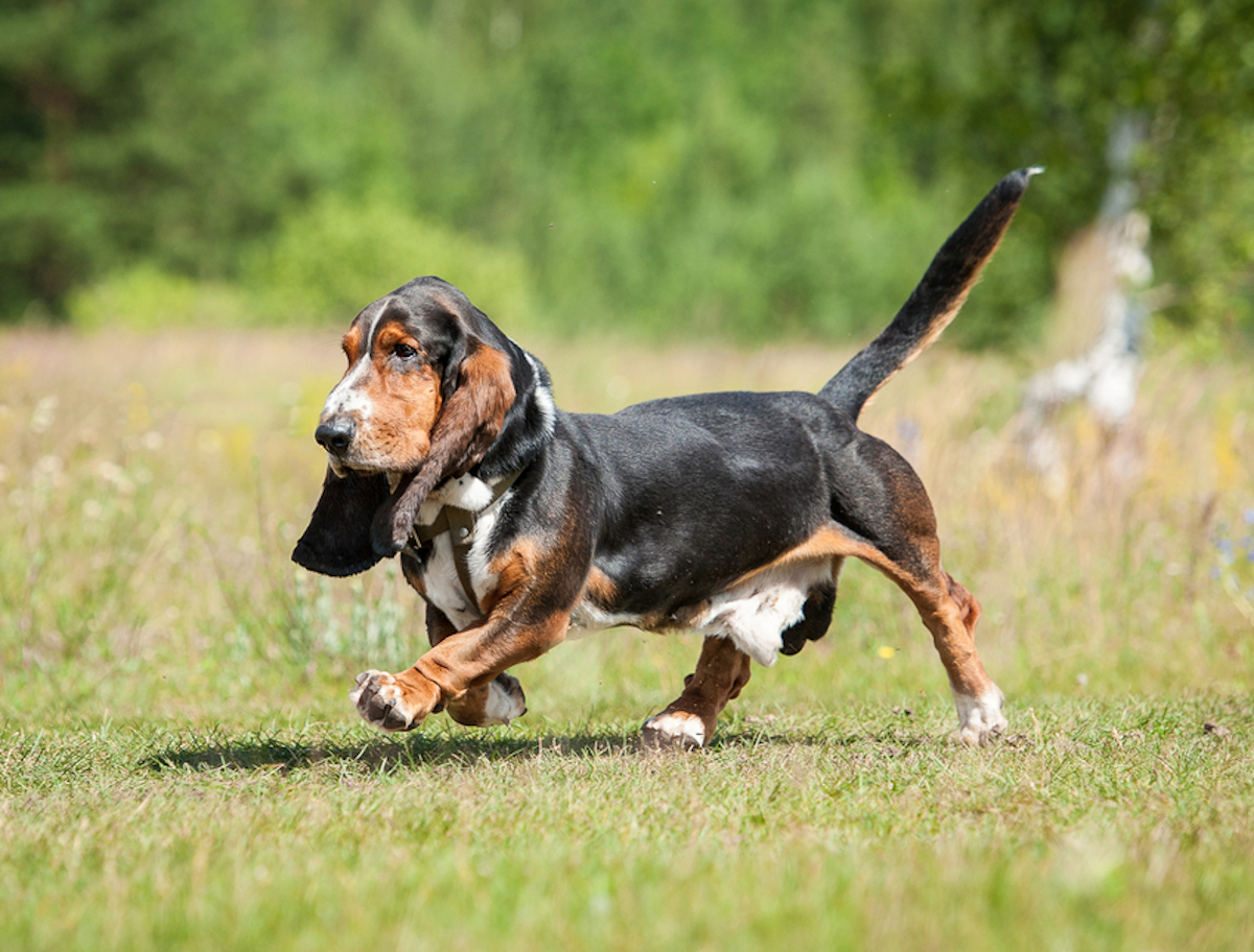 Cani taglia media: basset hound