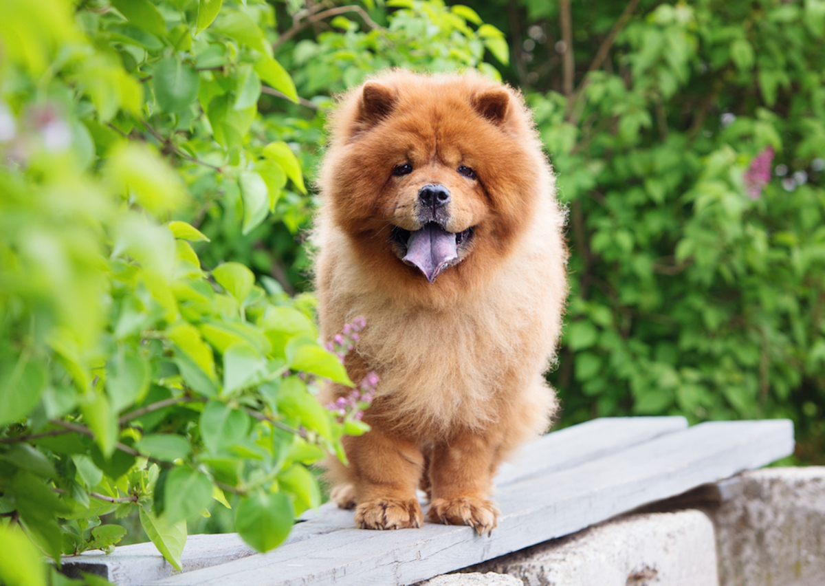 Cani taglia media: chow chow