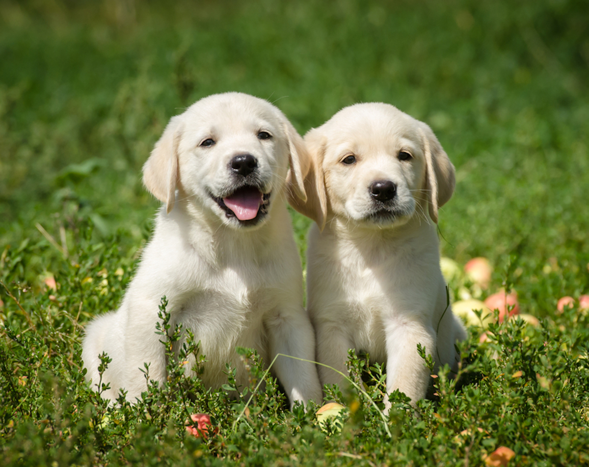 Cani taglia media: labrador