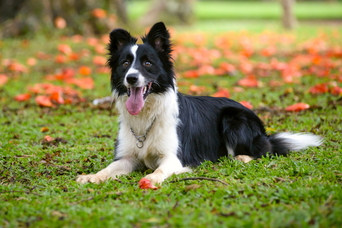 Cani taglia media: border collie