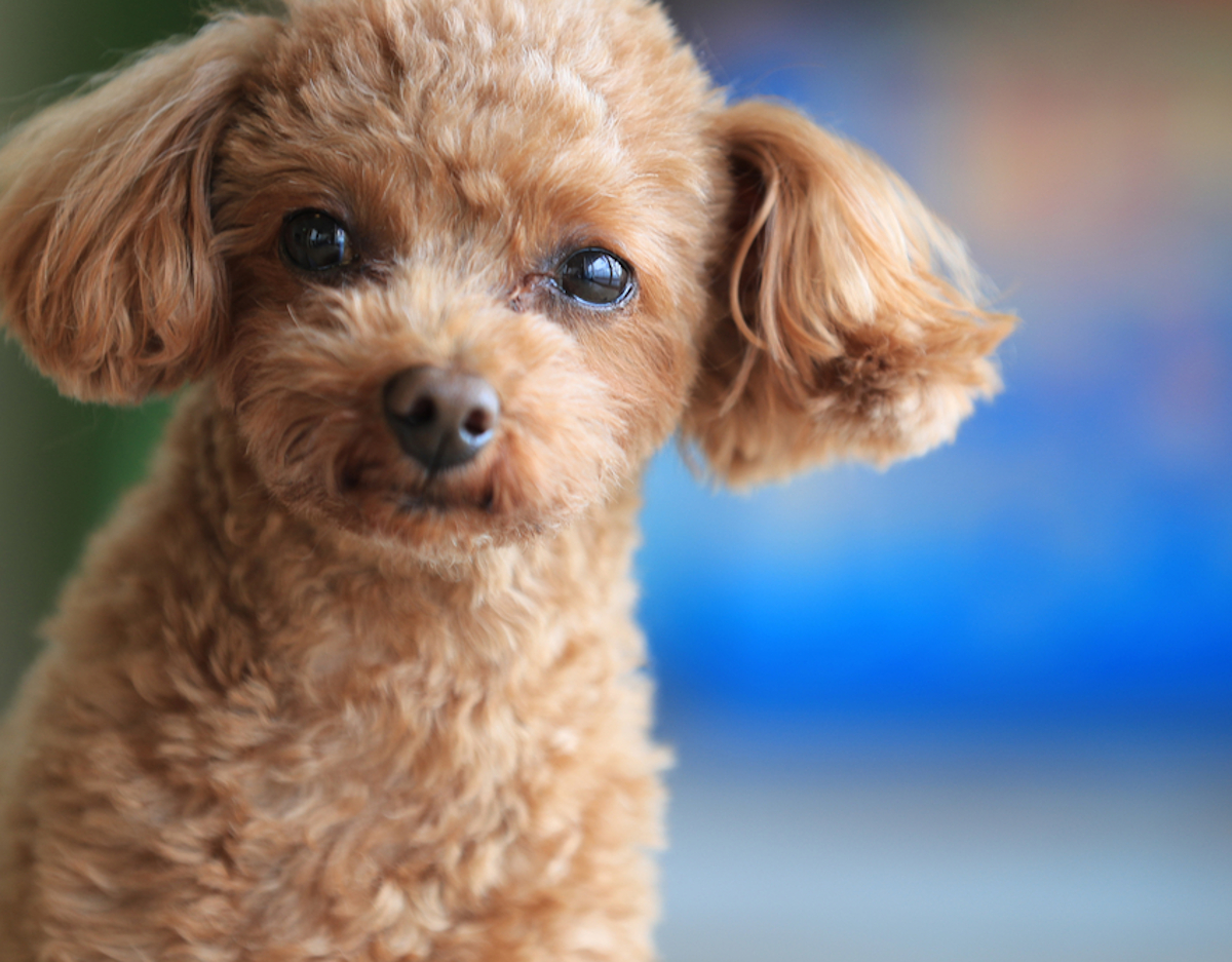 Cani taglia media: barbone