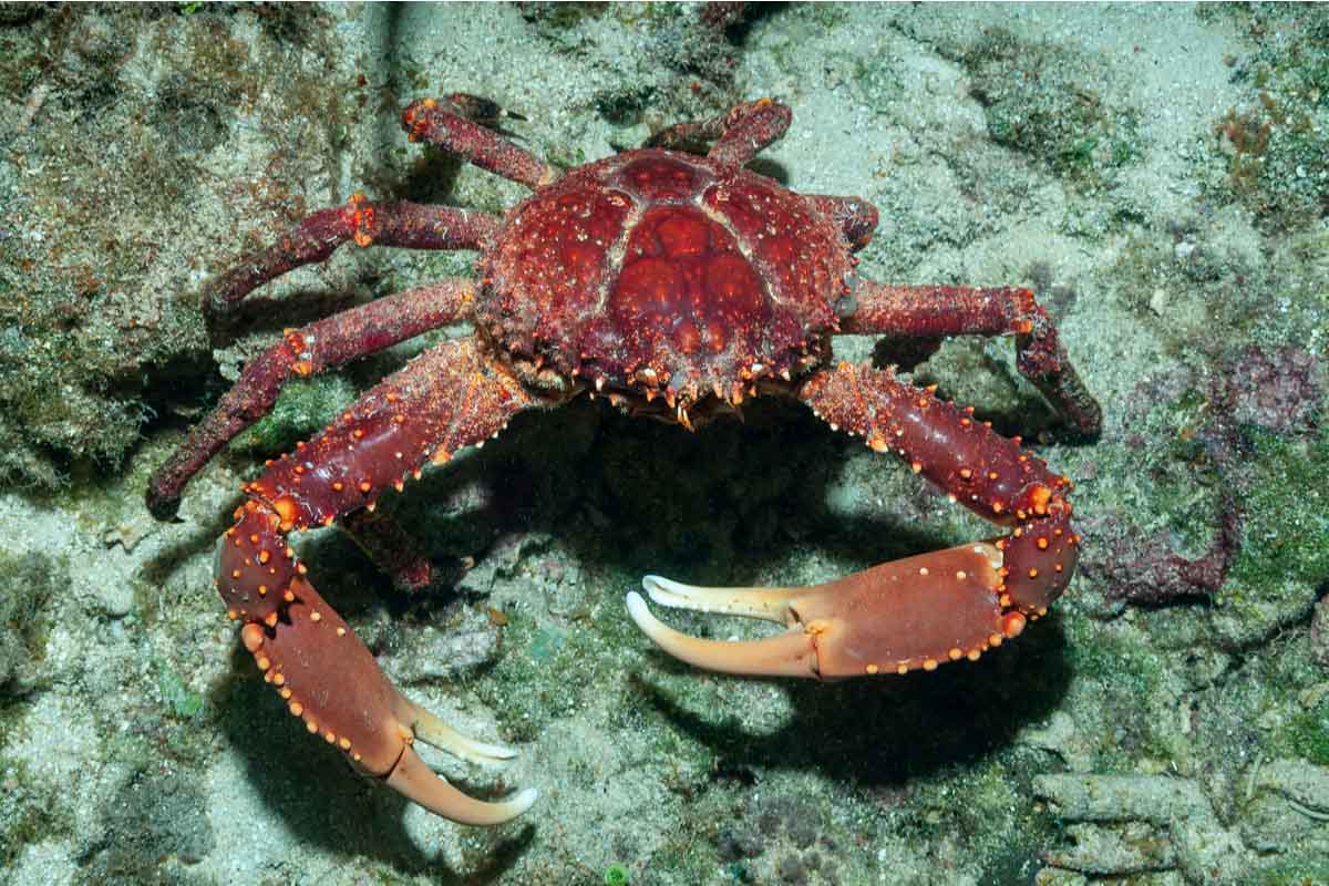 granchio