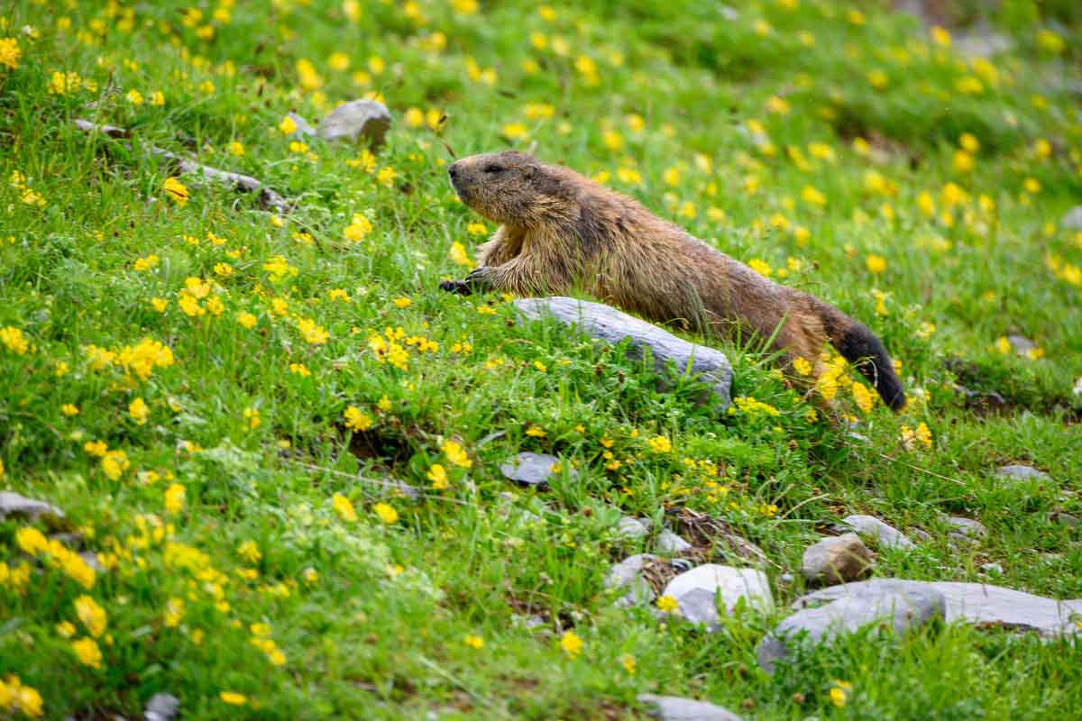 marmotta