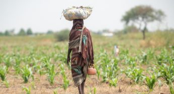 Il Grande Muro Verde per combattere la desertificazione in Africa