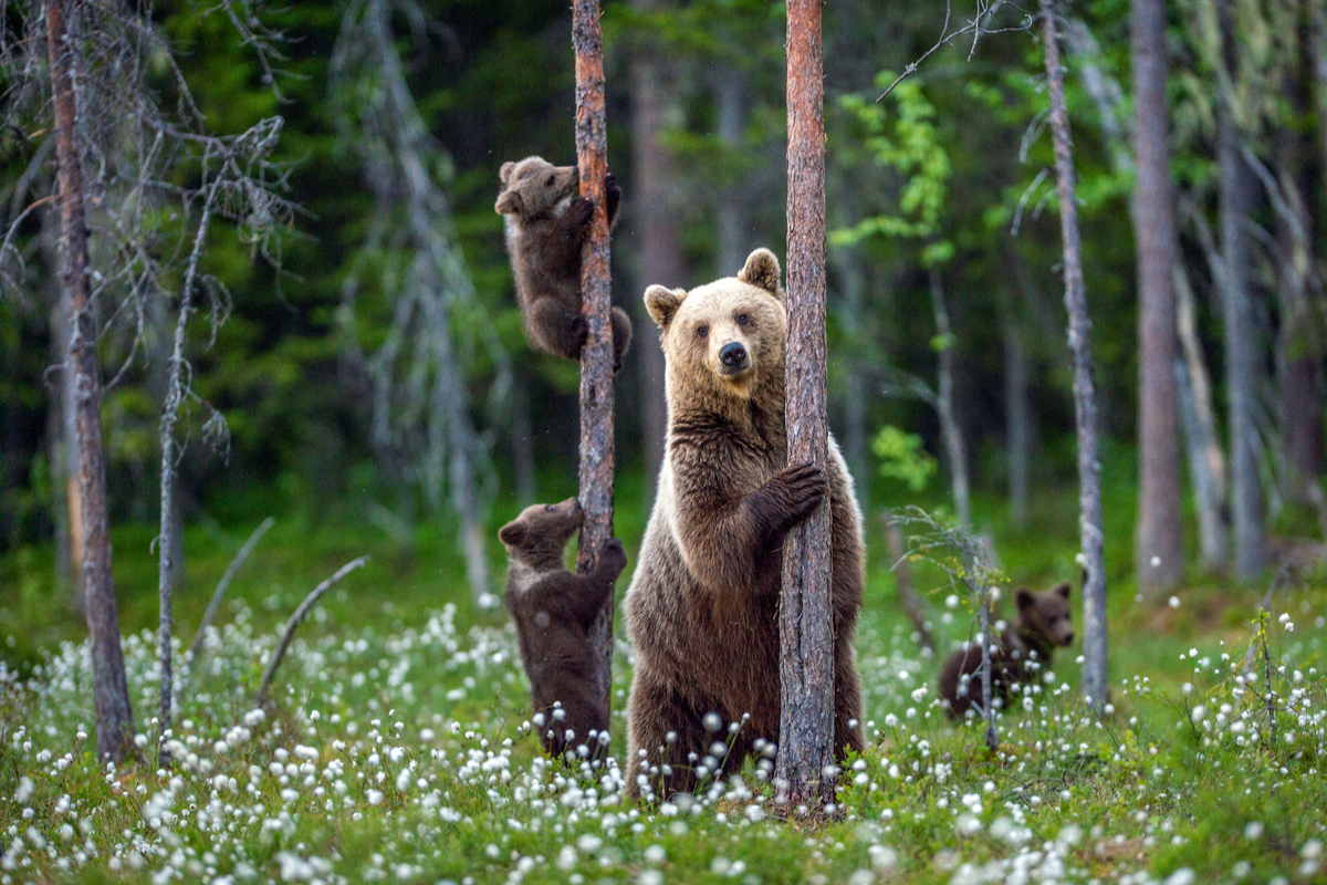 Orso bruno